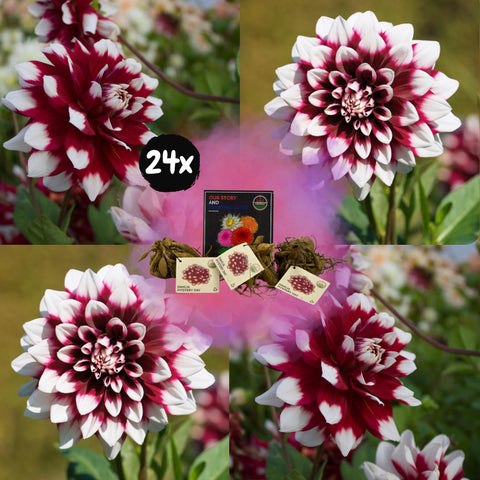 Flowerbulbs Amsterdam - 24x Dahlia Mystery Day, Grootbloemige Uitstraling, 4 m2 dahlia plezier