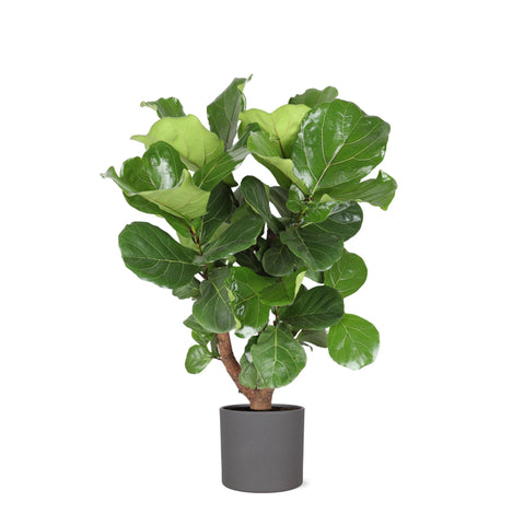 Ficus Lyrata (verzweigt) Ø24cm ↕110cm in Era Anthrazit Topf