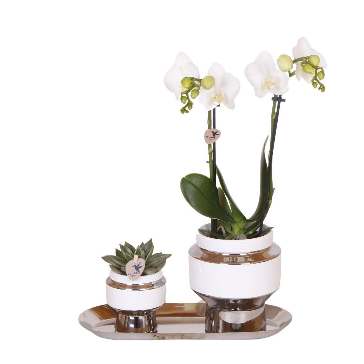 Kolibri Company - Set aus weißer Orchidee und Succulent auf Silbertablett - frisch vom Züchter