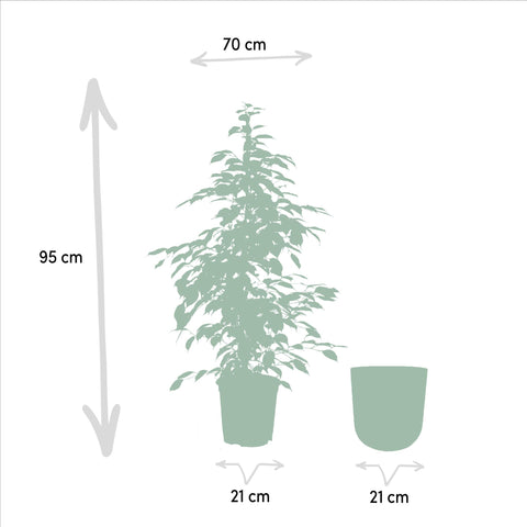 Ficus benjamina Goldenking - Ø21cm - ↕95cm + Topf Mayk Lead