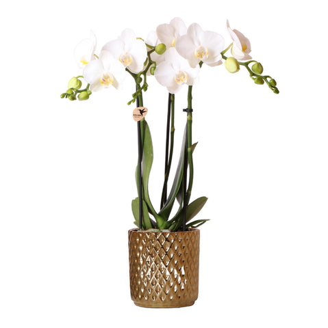 Kolibri Orchids | weiße Phalaenopsis-Orchidee - Amabilis + Diamant-Dekotopf gold - Topfgröße Ø9cm - 40cm hoch | blühende Zimmerpflanze im Blumentopf