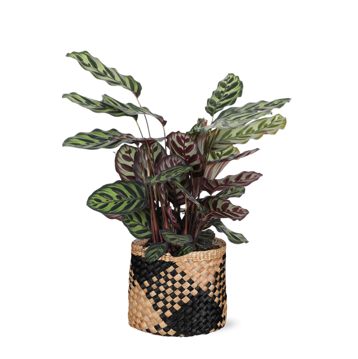 Calathea Makoyana Ø21cm - ↕70cm in Albury schwarz Print Korb