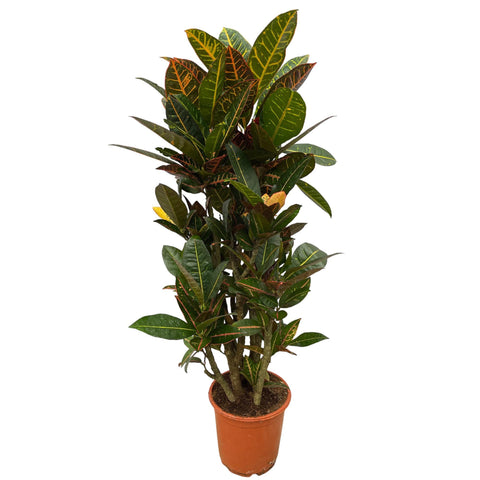 Codiaeum (Croton) Petra verzweigt - 100 cm - Ø21cm