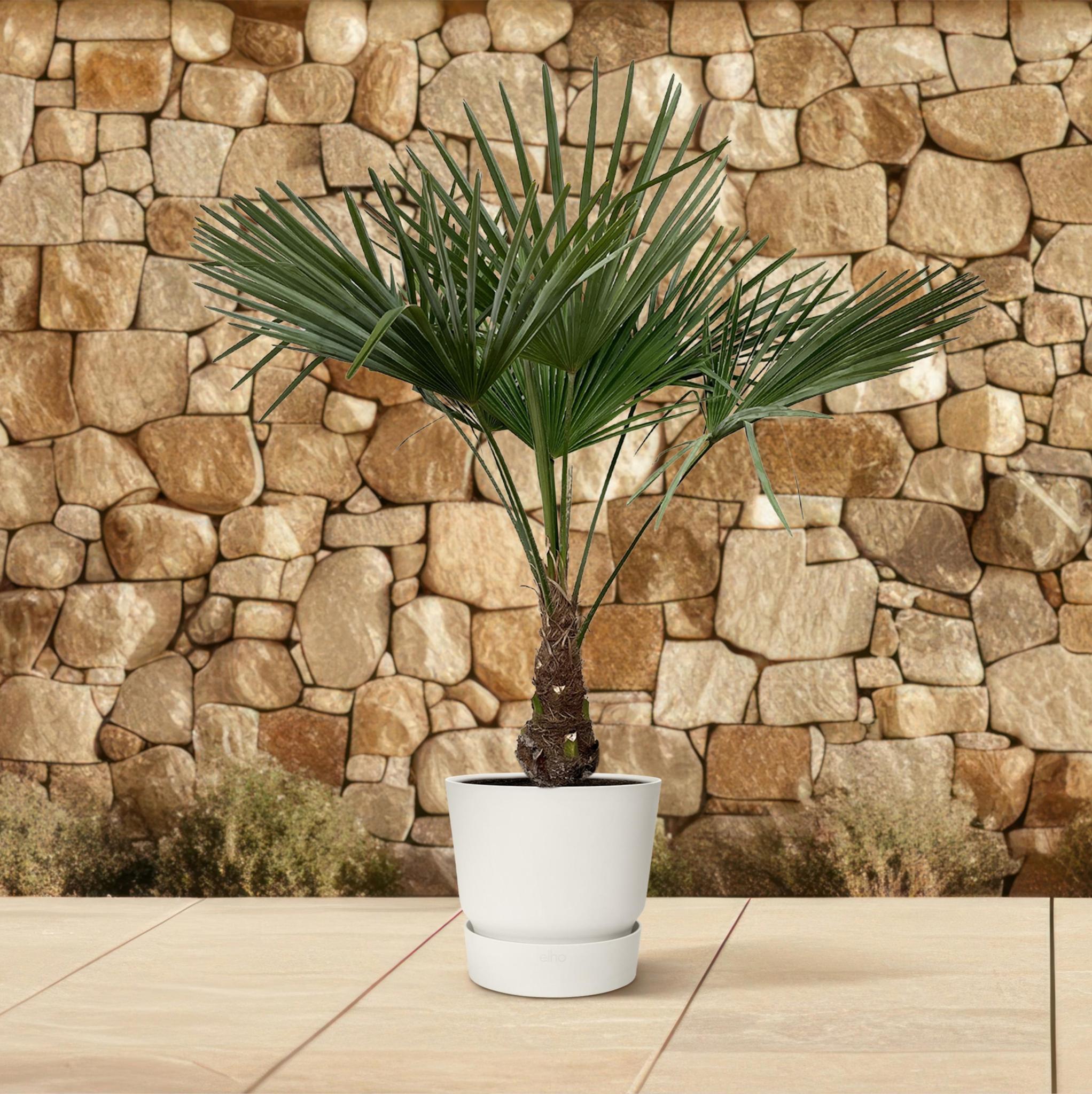 Trachycarpus - 130cm- Ø21