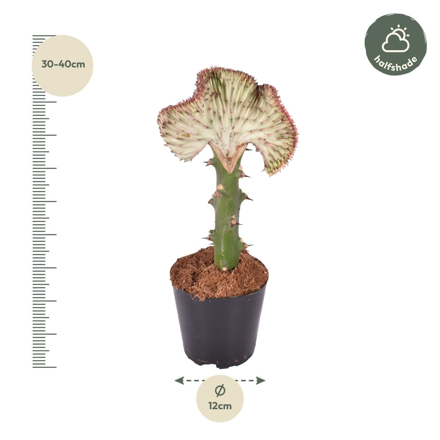 Euphorbia Lactea Cristata Rot  - 35 cm - ø12