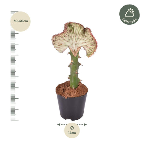 Euphorbia Lactea Cristata Rot  - 35 cm - ø12