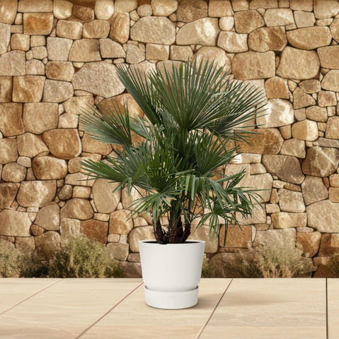 Trachycarpus Multi-Stamm - 200cm- Ø45