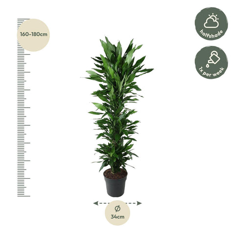 Dracaena Janet Lind verzweigt - 170 cm - ø34