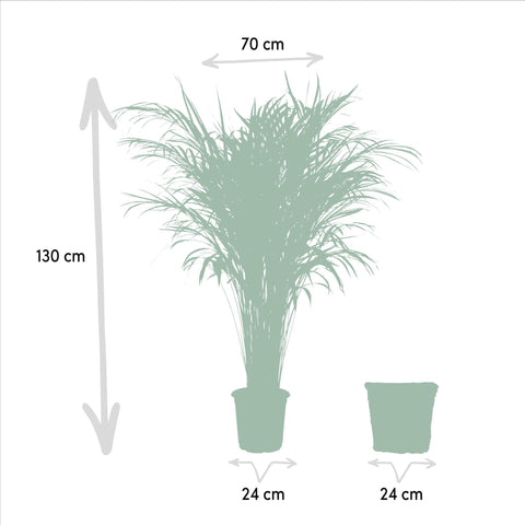 Areca mit Korb - ↨130cm - Ø24cm