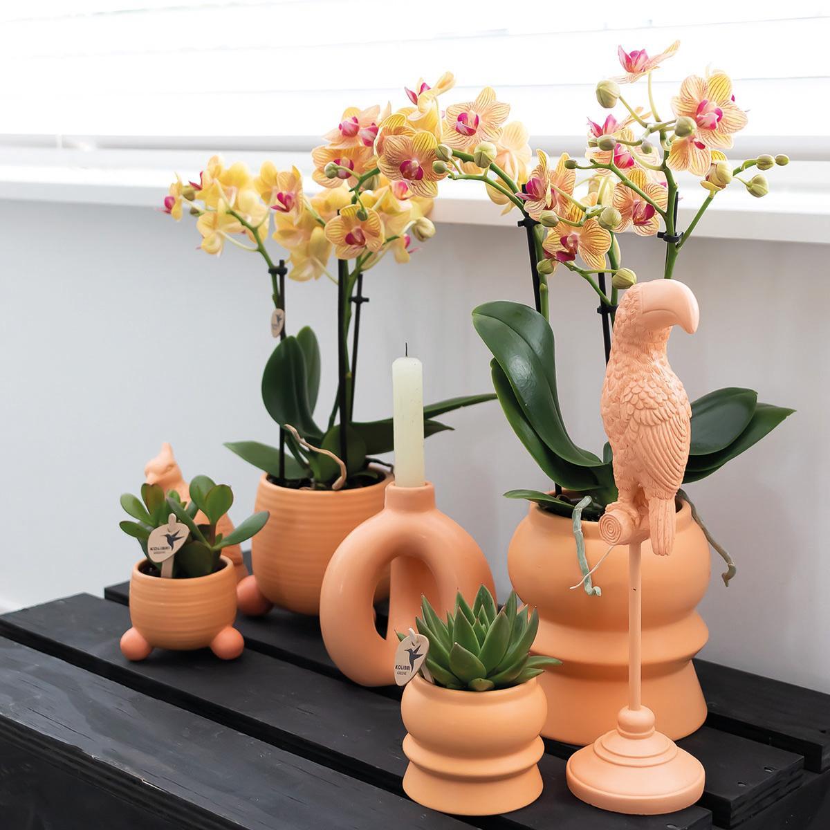 Kolibri Orchids | Orange Phalaenopsis orchid - Jamaica + Rolling dekorativer Topf Pfirsich - Topfgröße Ø9cm - 35cm hoch | blühende Zimmerpflanze im Blumentopf - frisch vom Züchter