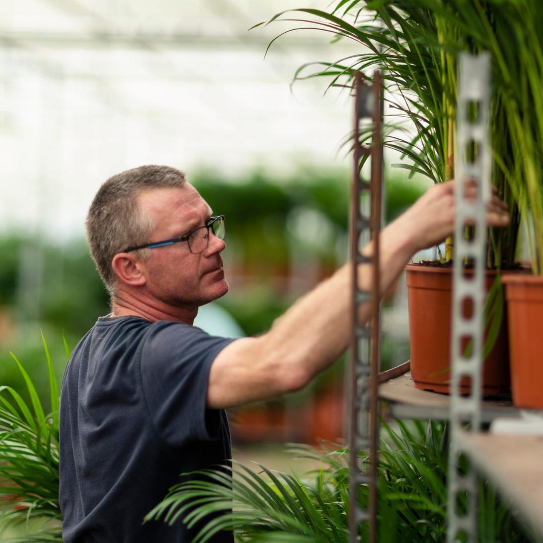 Dracaena mit Korb - ↨120cm - Ø21cm