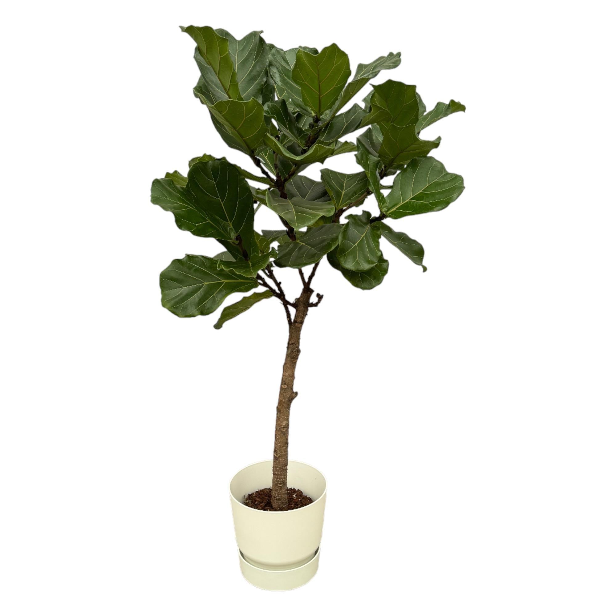 Ficus Lyrata Stamm inklusive elho Greenville Rund Weiß - 160 cm - Ø30 cm