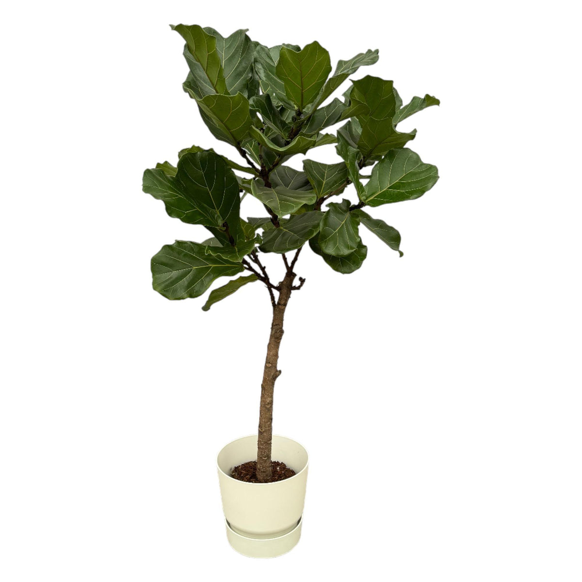 Ficus Lyrata Stamm inklusive elho Greenville Rund Weiß - 160 cm - Ø30 cm