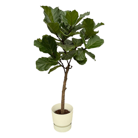 Ficus Lyrata Stamm inklusive elho Greenville Rund Weiß - 160 cm - Ø30 cm