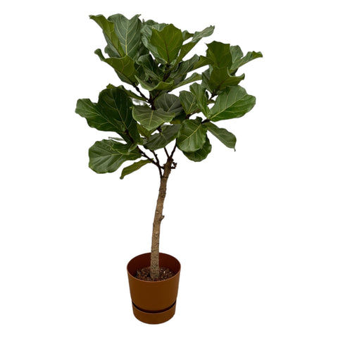 Ficus Lyrata Stamm inklusive elho Greenville Rund Braun - 160 cm - Ø30 cm