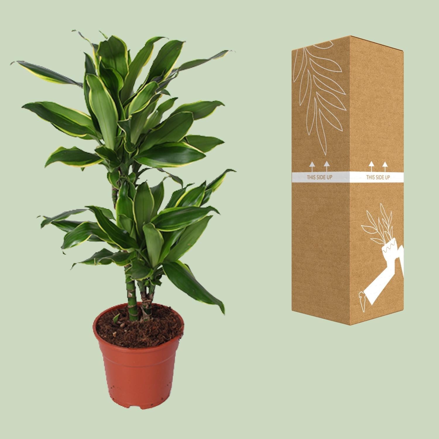 Dracaena Golden Coast - Ø17cm - ↕70cm