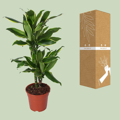 Dracaena Golden Coast - Ø17cm - ↕70cm