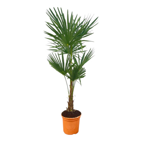 Trachycarpus Fortuneii - 160 cm - Ø27cm