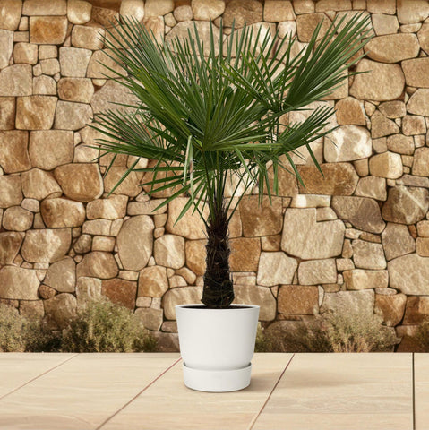 Trachycarpus - 180cm- Ø30