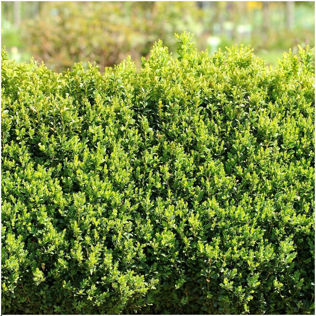 1 Meter Buxus Sempervirens Hecke - ↕ 20 cm - 6 x Ø12 cm