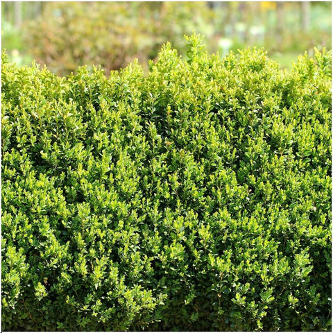 1 Meter Buxus Sempervirens Hecke - ↕ 20 cm - 6 x Ø12 cm