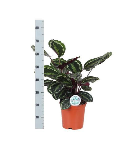 Calathea Medaillon Ø21cm - ↕70cm in Boule Weiß Topf