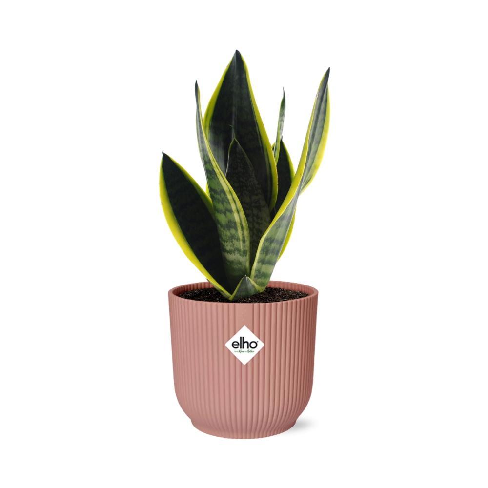 Sansevieria Futura Superba in ELHO Vibes Fold 14cm Rosa