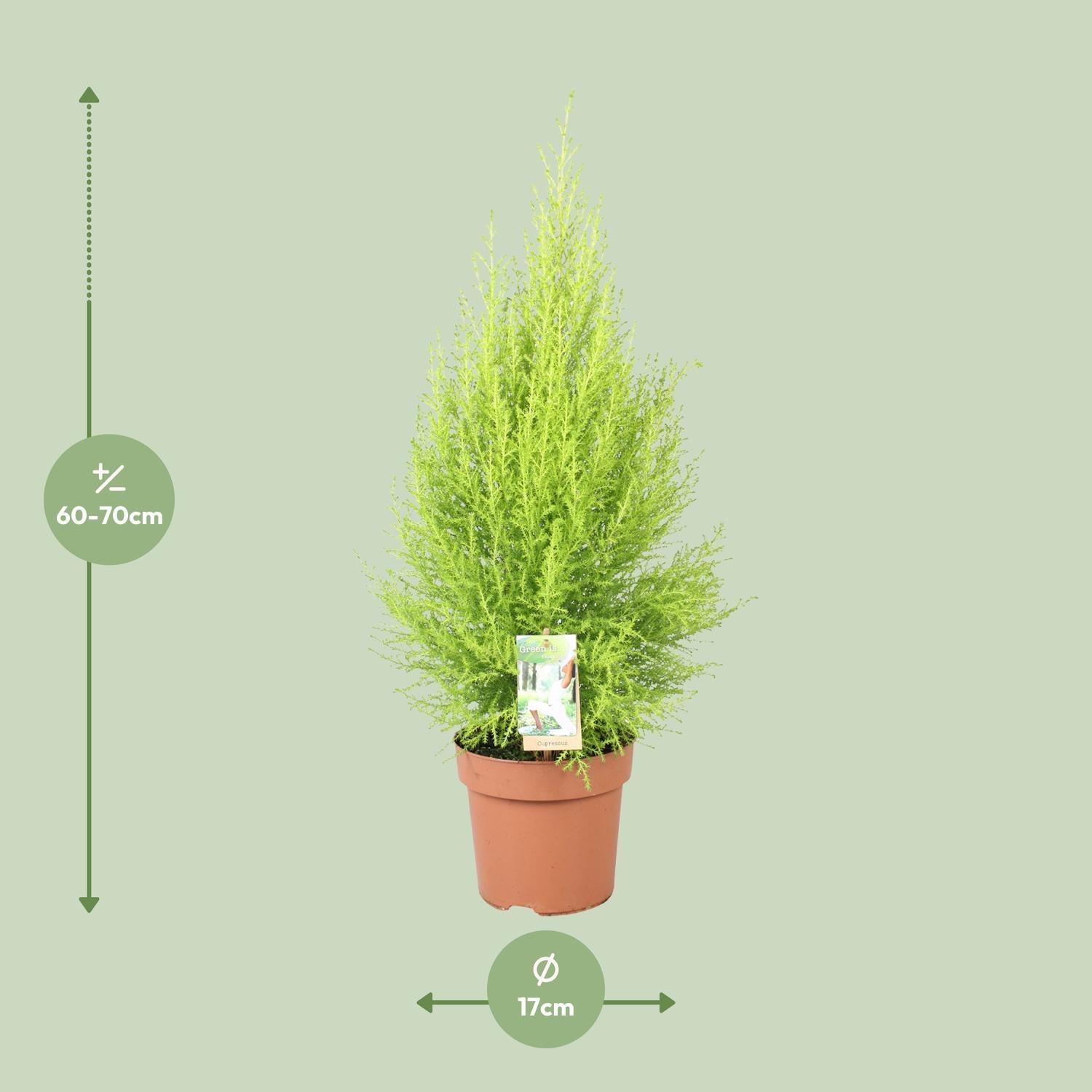 Cupressus Goldcrest Wilma - Ø17cm - ↕60cm