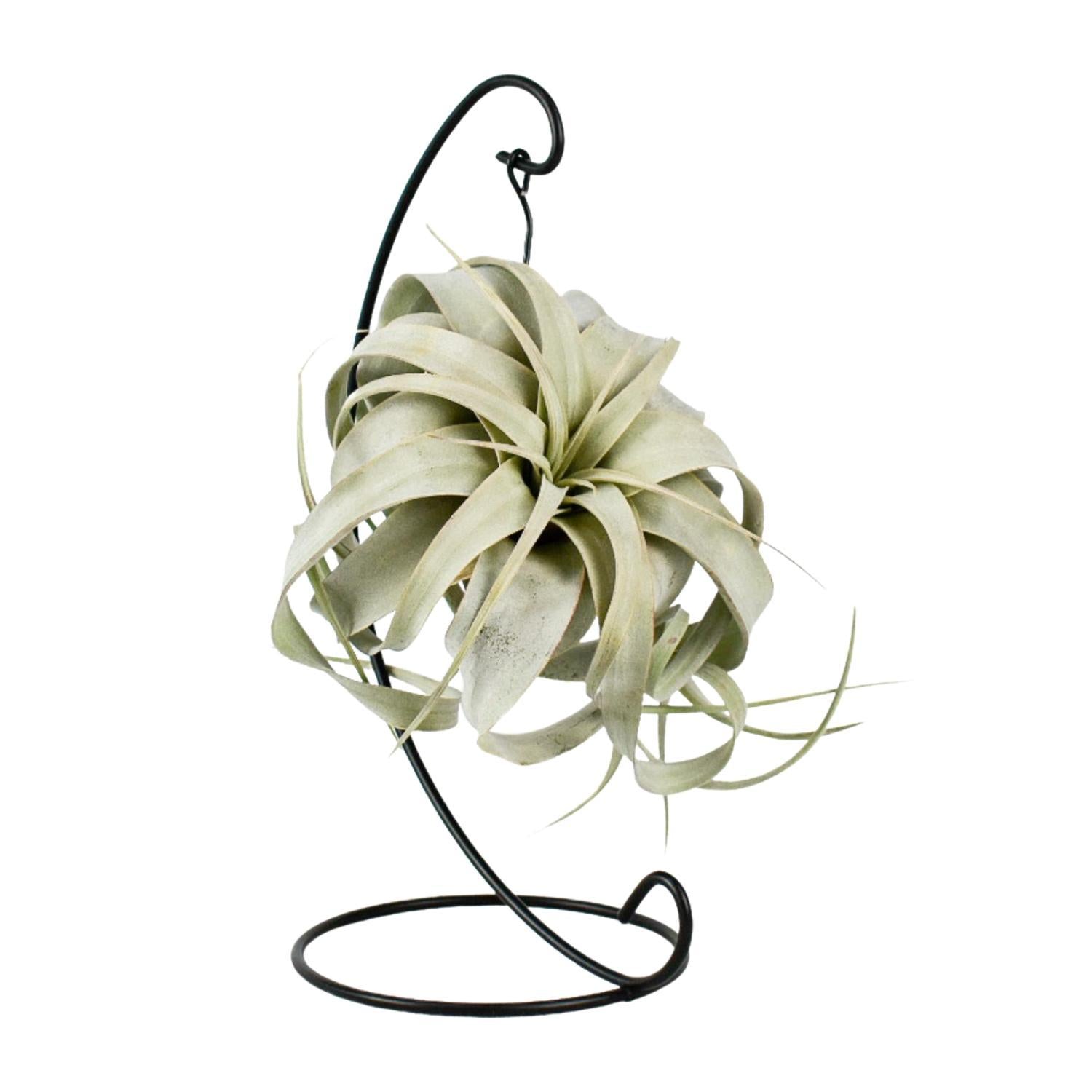 Tillandsia King Xero - Ø12cm - ↕23cm