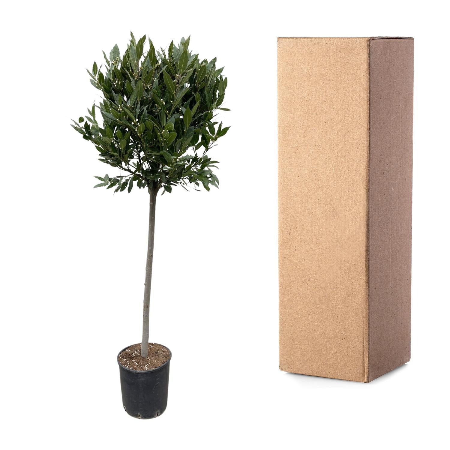 Laurus Nobilis Stamm - 180 cm - ø40