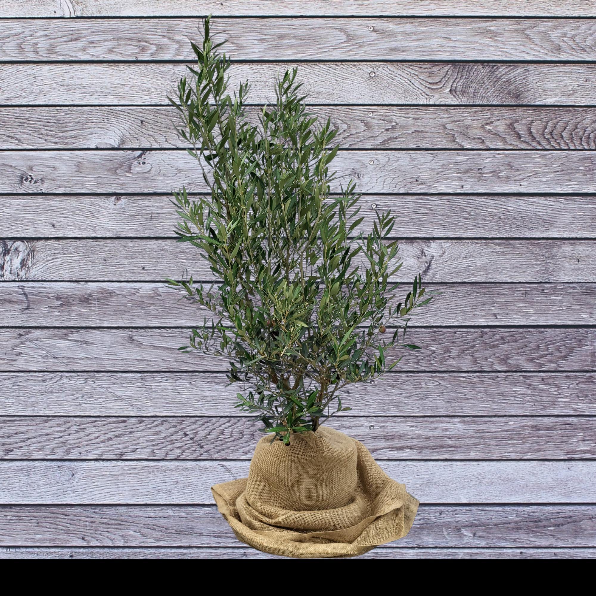 Olea europaea Busch 7,5 Liter, Olivenstrauch