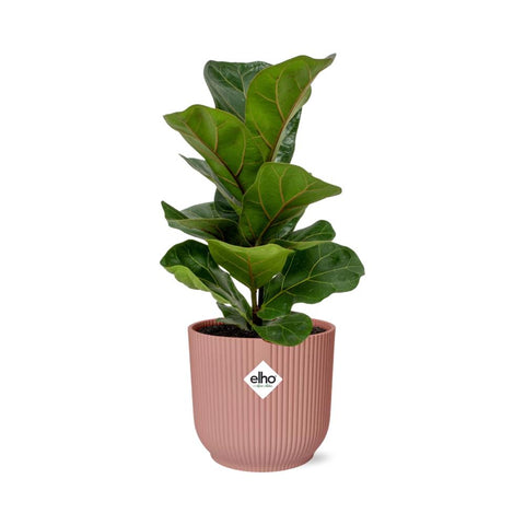 Ficus Lyrata ‘Bambino’ in elho Vibes Fold 14cm Rosa