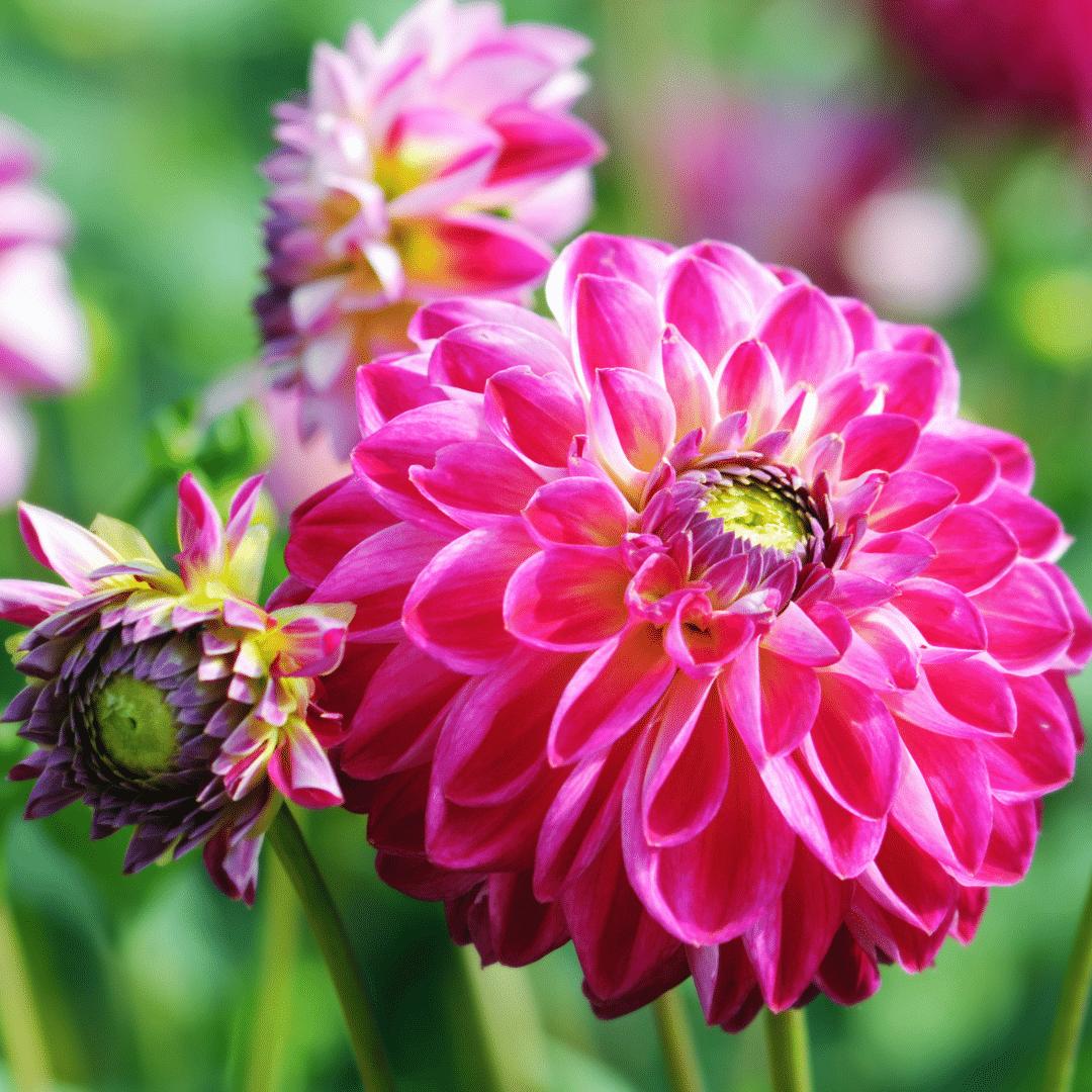 Flowerbulbs Amsterdam - 12x Dahlia Little Robert, runde und gekräuselte Blütenblätter, 2 m2 Dahlienfreude