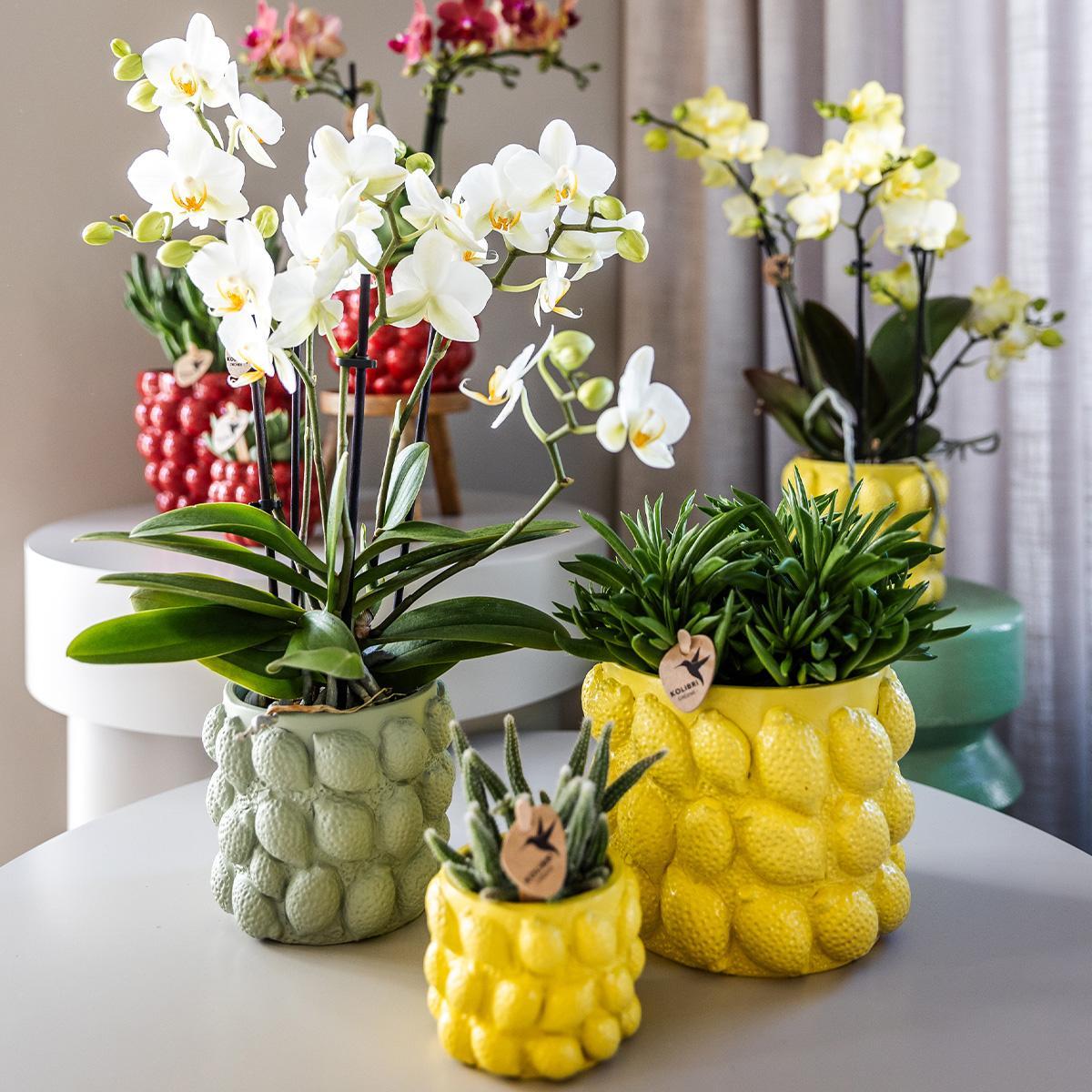 Kolibri Orchids | gelbe Phalaenopsis-Orchidee - Mexiko + Citrus-Ziertopf grün - Topfgröße Ø9cm - 40cm hoch | blühende Zimmerpflanze im Blumentopf - frisch vom Züchter