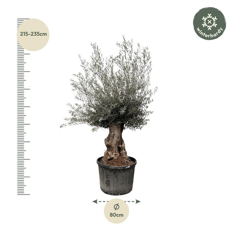 Olea Europaea Bonsai - 225cm- Ø80