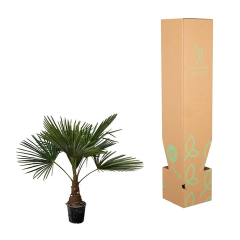 Trachycarpus - 90cm- Ø21