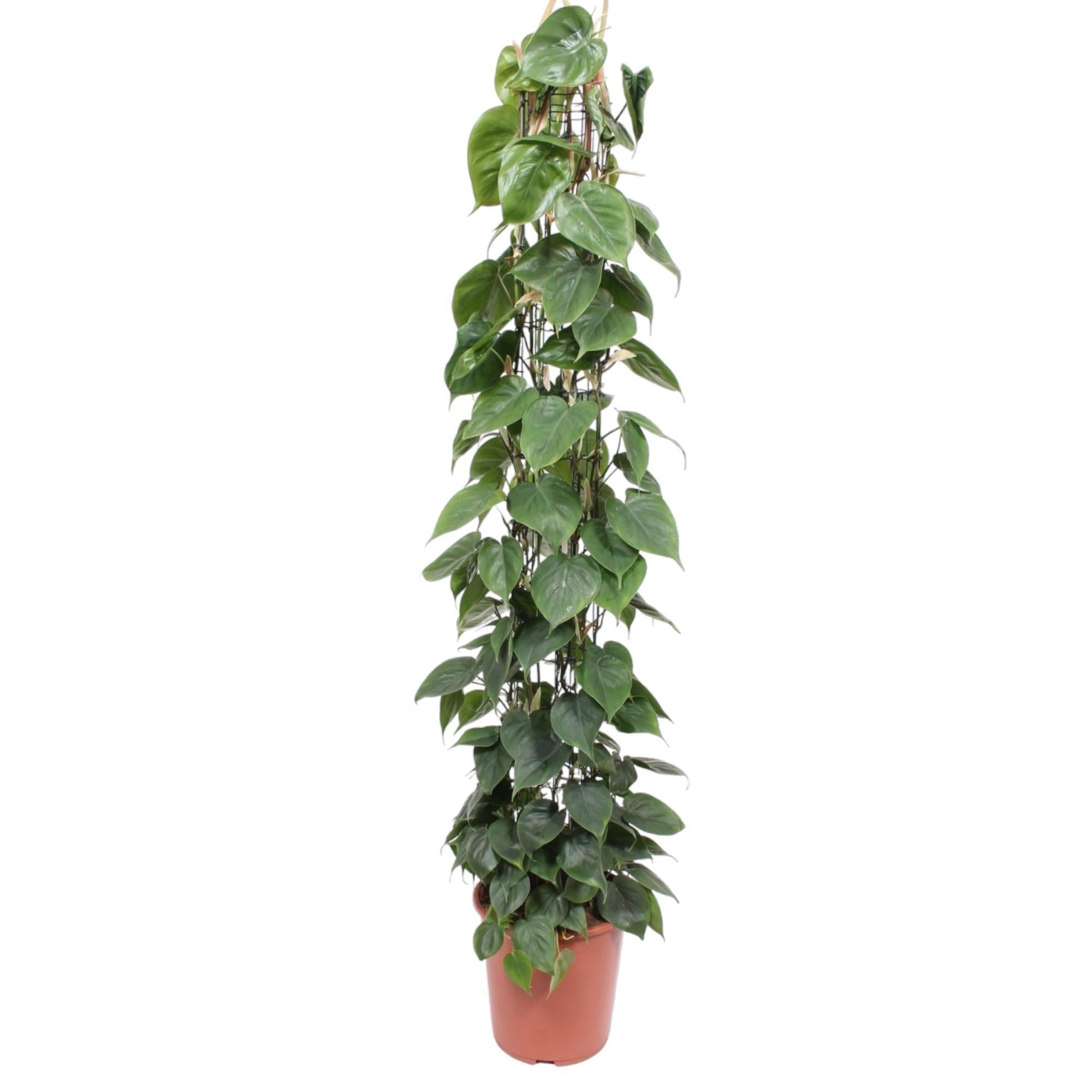 Philodendron Scandens Gittergestell  - 160 cm - ø27