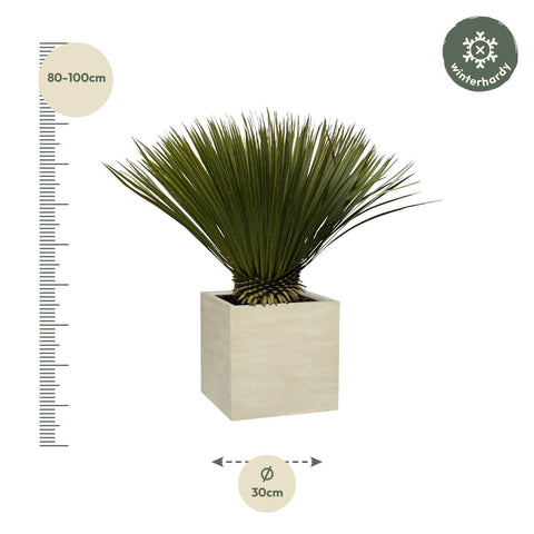 Yucca Rostrata - 80cm- Ø27