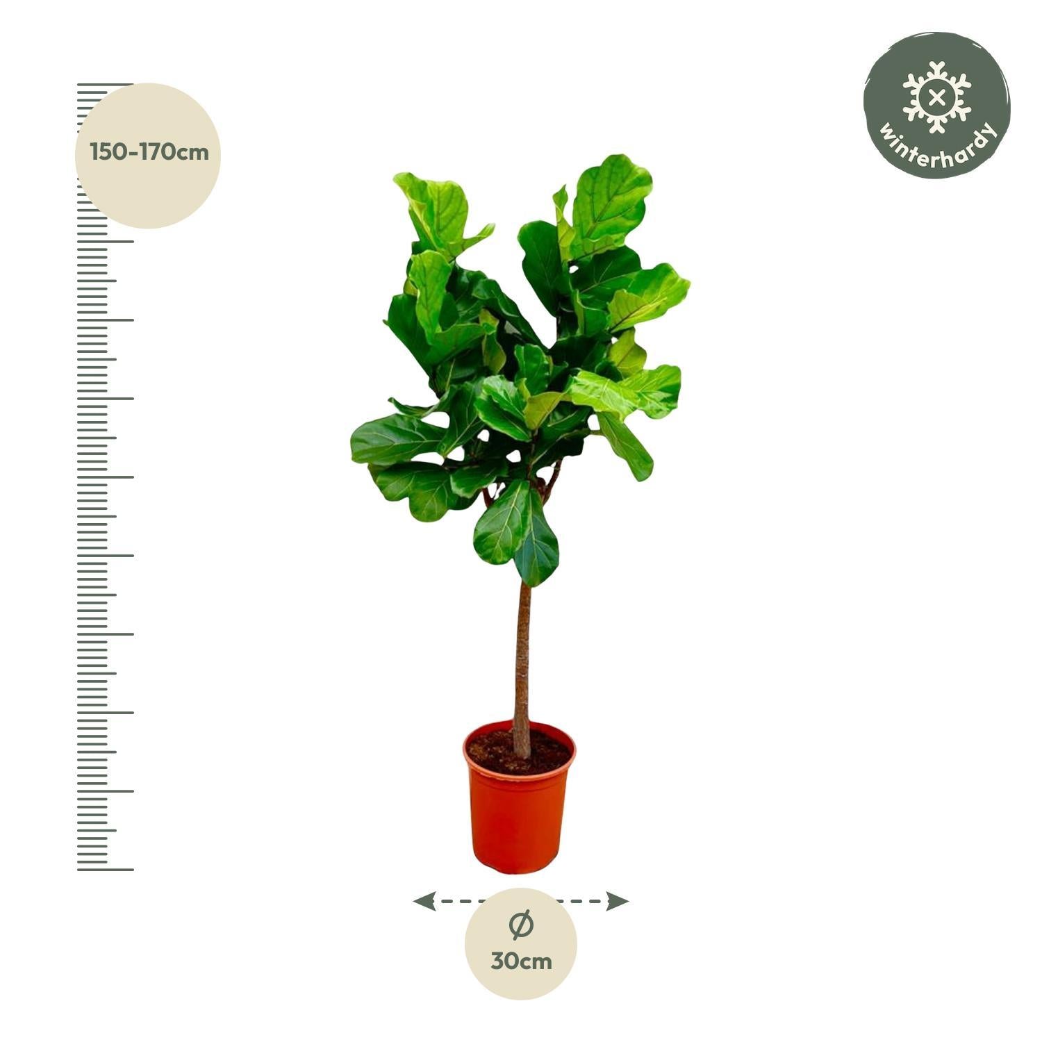 Ficus Lyrata Baum - 160 cm - ø30