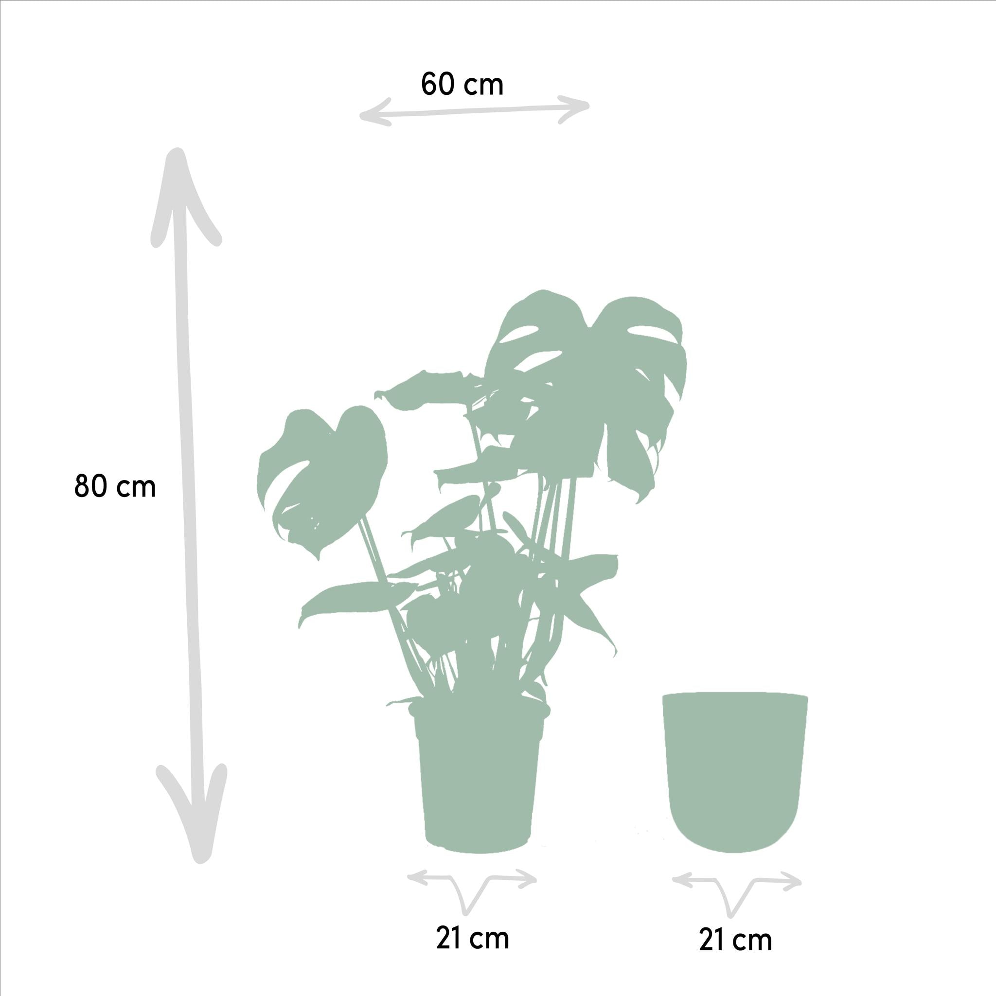 Monstera Deliciosa + Topf Mayk Lead - ↨80cm - Ø21cm