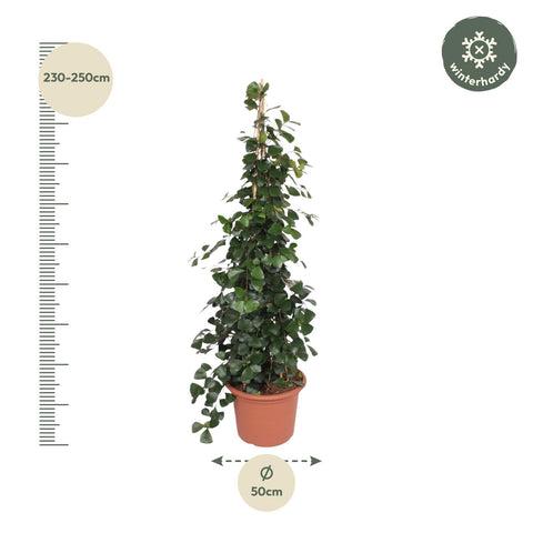 Ficus Trinova pyramide - 240 cm - ø50