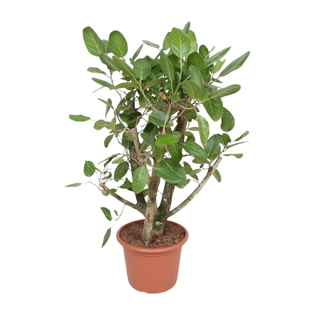 Ficus Benghalensis verzweigt - 140 cm - ø40