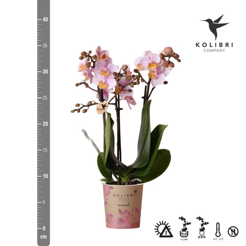 Kolibri Orchids | Rosa Phalaenopsis Orchidee - Andorra - Topfgröße Ø9cm | blühende Zimmerpflanze - frisch vom Züchter