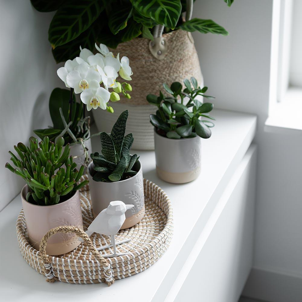 Kolibri Greens | Set mit 4 Sukkulenten - Grünpflanzen - Topfgröße Ø9cm