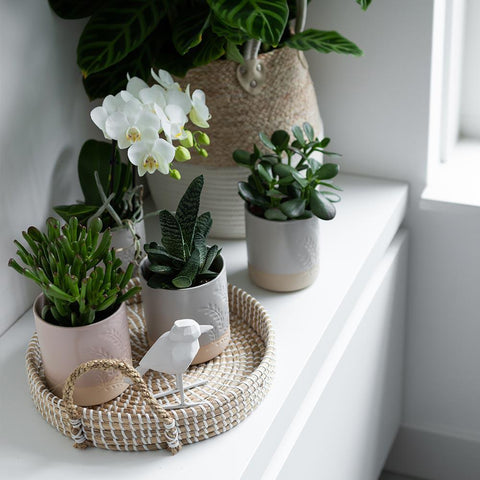 Kolibri Greens | Set mit 4 Sukkulenten - Grünpflanzen - Topfgröße Ø9cm