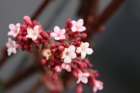 Viburnum bodn. 'Dawn' - ↨180cm - 1 Stück