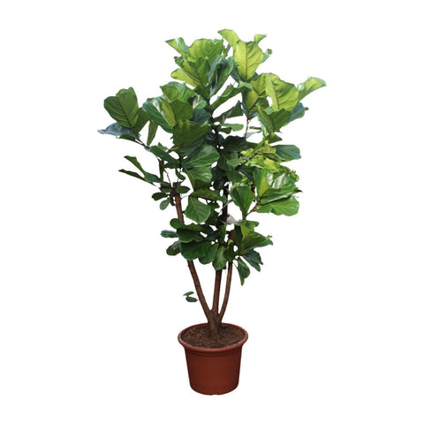 Ficus Lyrata verzweigt - 240 cm - ø50