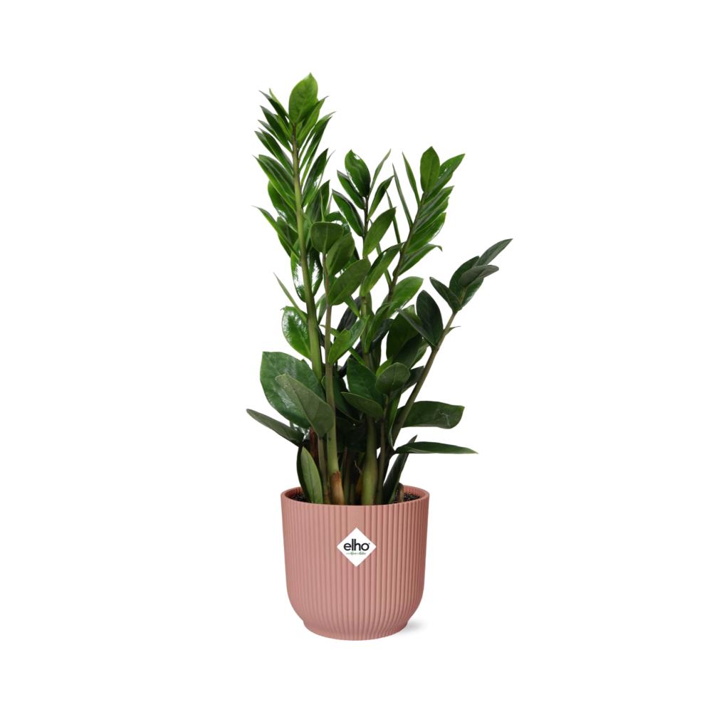 Zamioculcas – Höhe 45-50 in elho Vibes Fold 14cm Rosa