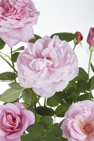 Rosa Crazy in love 'Pink' - Rosa Rose