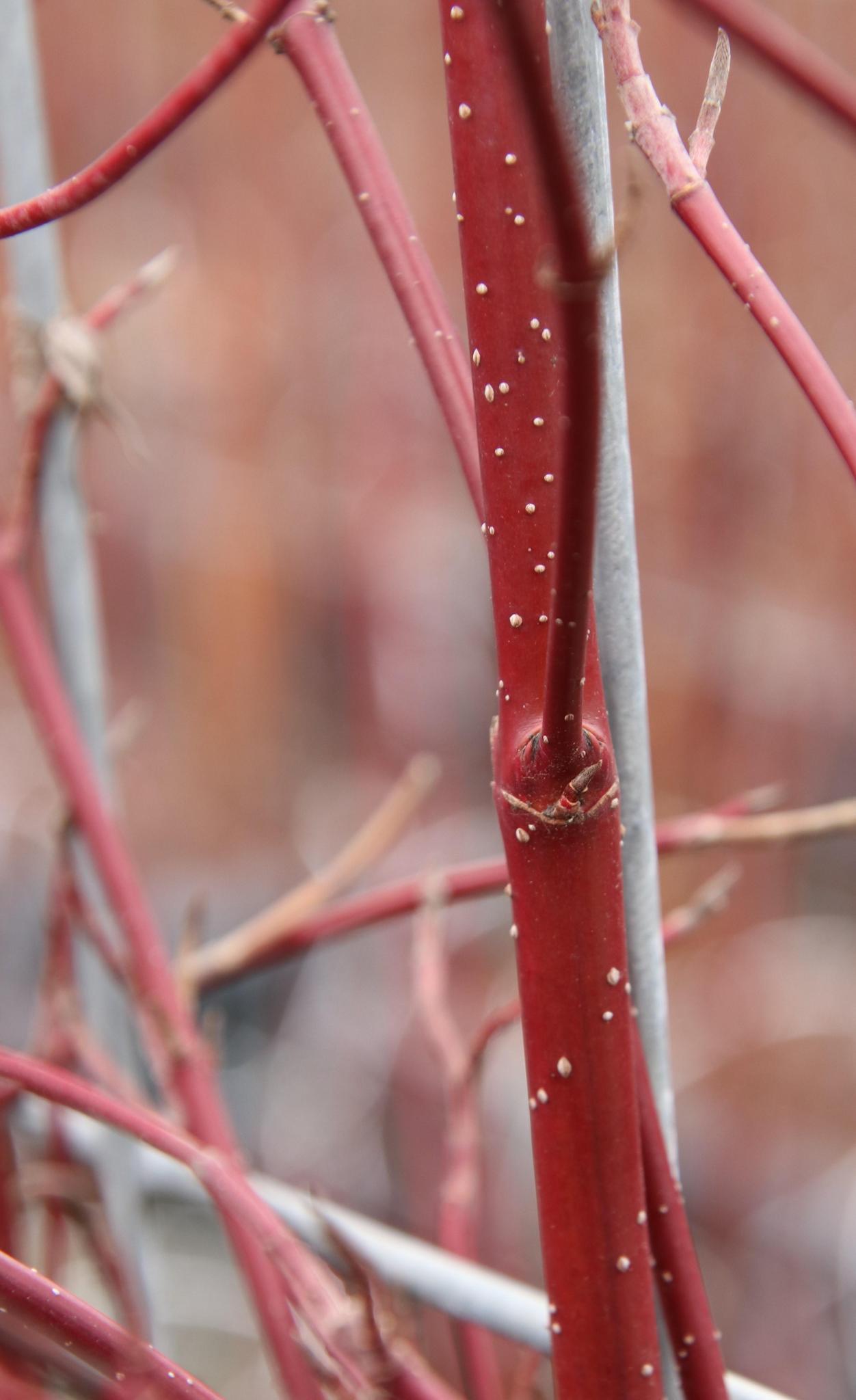 Cornus Alba 'Elegantissima' - ↨180cm - 1 Stück
